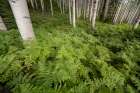 USA-Colorado-Gunnison National Forest Aspen trees and western bracken ferns in forest Art Print